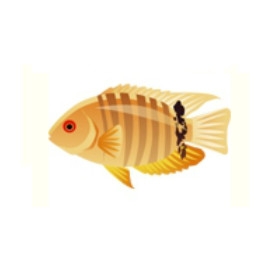 Banded Cichlid